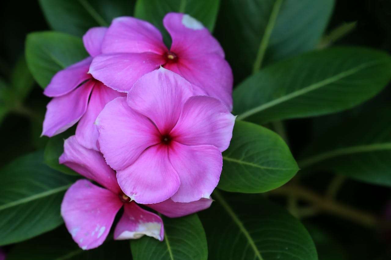 小学英语作文经典主题：“我的家庭”5篇高分英语作文带翻译