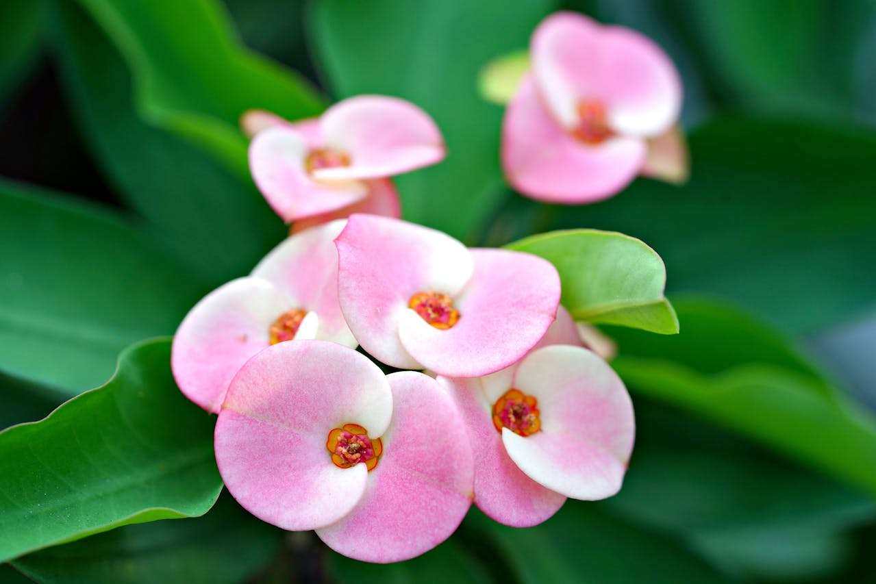 学校生活主题：小学生日常英语作文5篇（贴近校园）