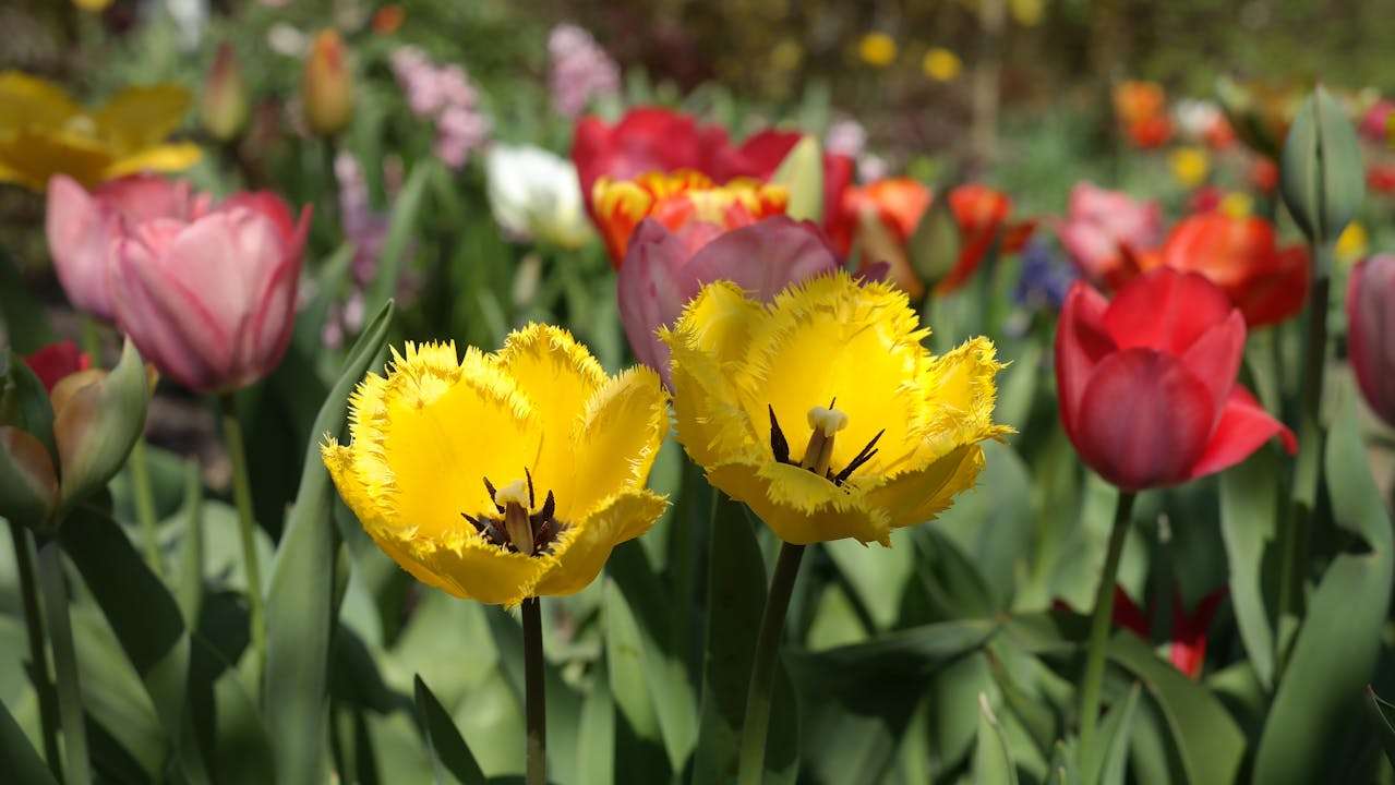 我的梦想职业：小学生英语作文5篇（激发学习动力）