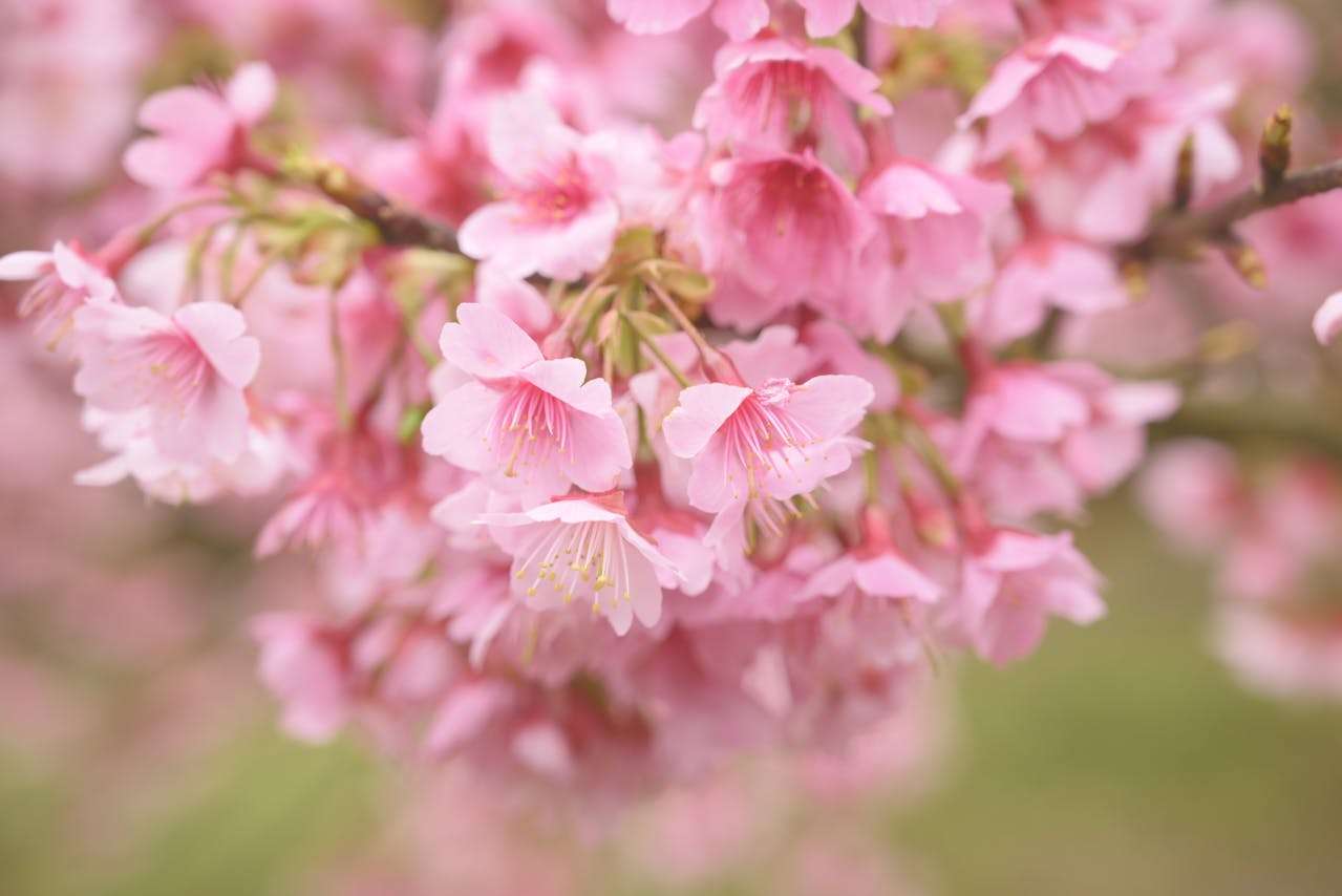 小学生英语写作入门：5篇“我最喜欢的季节”英语作文精讲