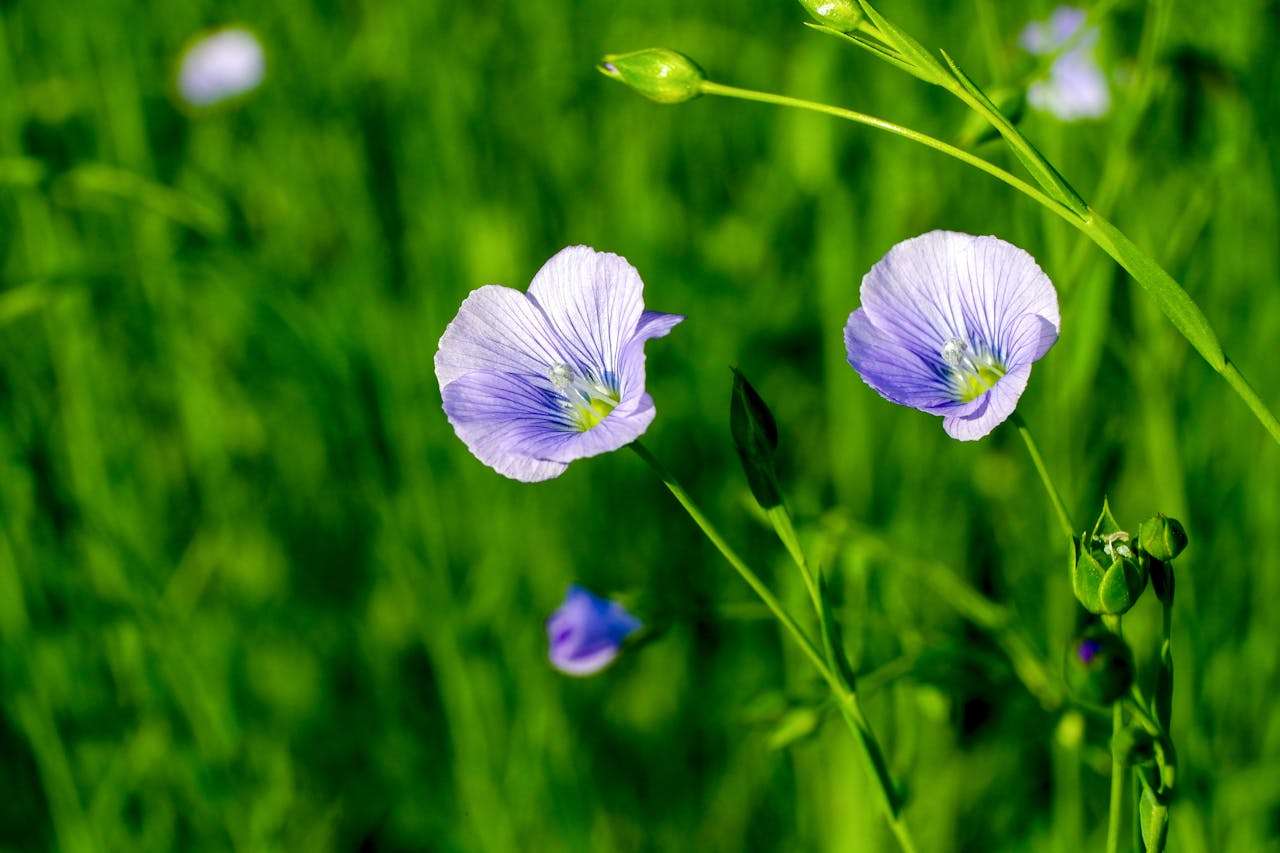 小学英语作文实用指南：5篇“我的梦想”英语作文带翻译点评