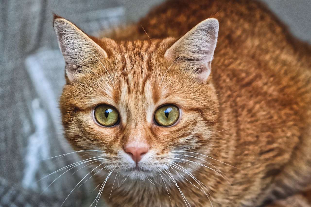 超实用！我喜欢的动物英语作文4篇（小学版带翻译）