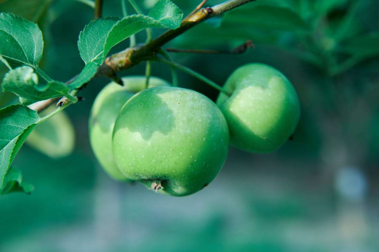饮食话题轻松写！我最喜欢的水果：5篇小学英语作文