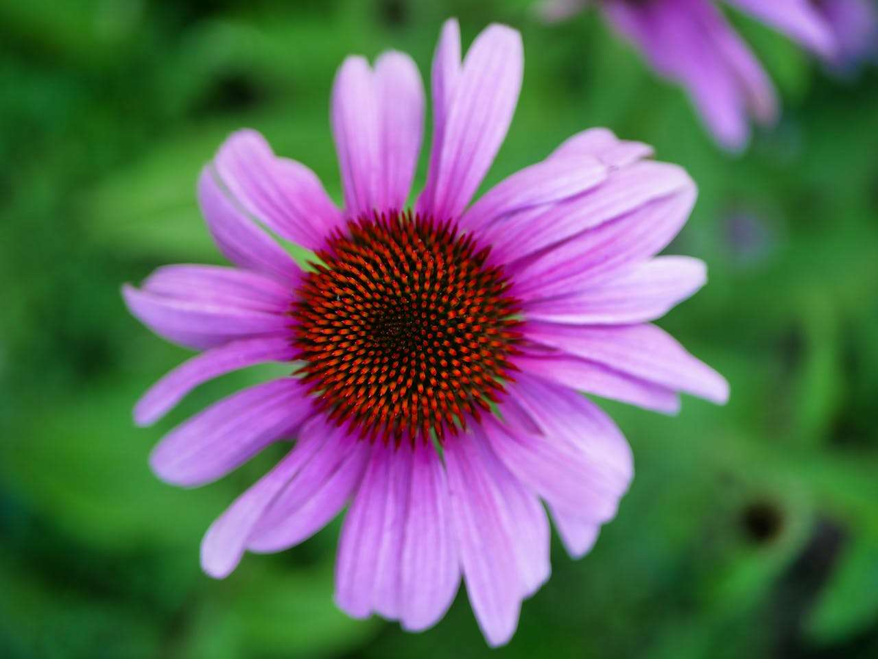 英语写作从这里开始：我的家庭作文7篇，适合三年级以上学生