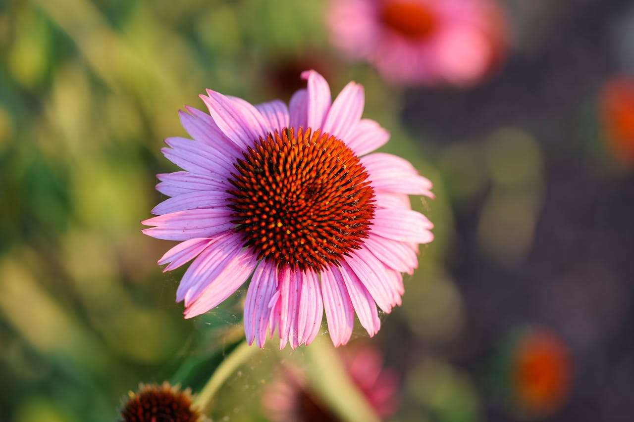 小学英语作文必备：我的学校英语作文8篇，含翻译与写作技巧解析