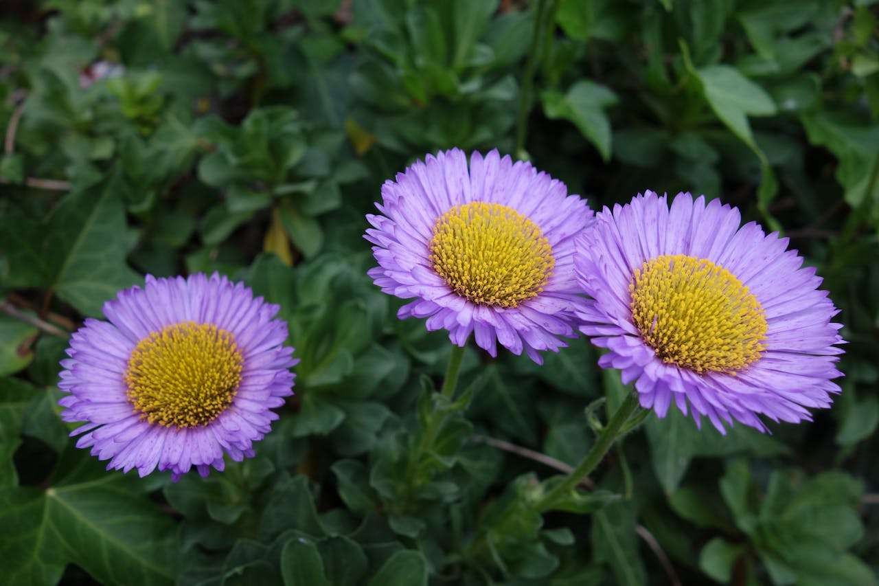 开学必备：小学生自我介绍英语作文5篇（超简单实用）