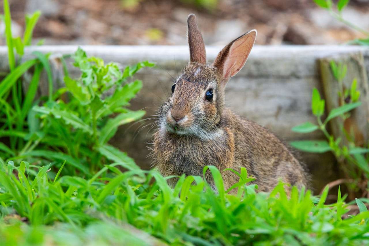 动物爱好者看过来：我喜欢的动物英语作文5篇
