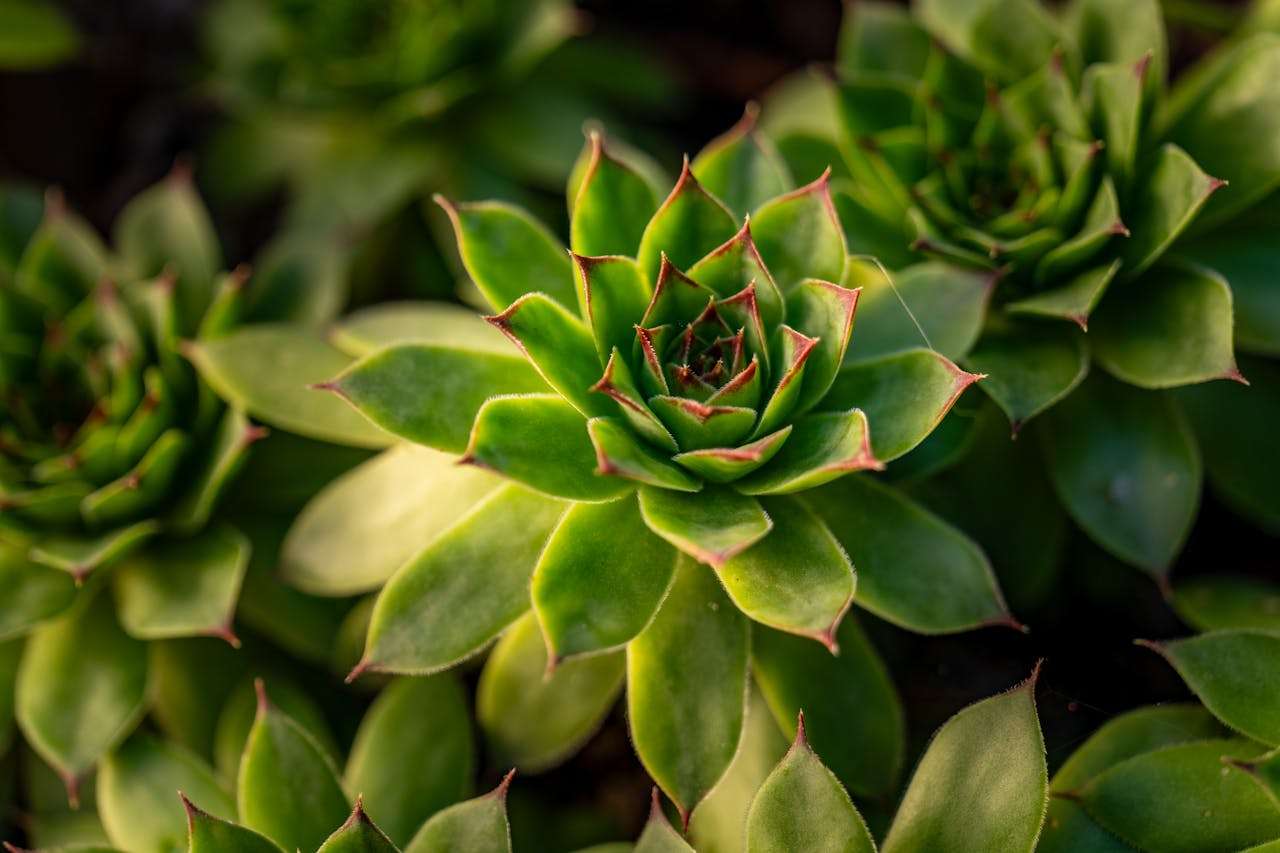 大学英语作文合集：10篇高分写作模板助你轻松应对四六级