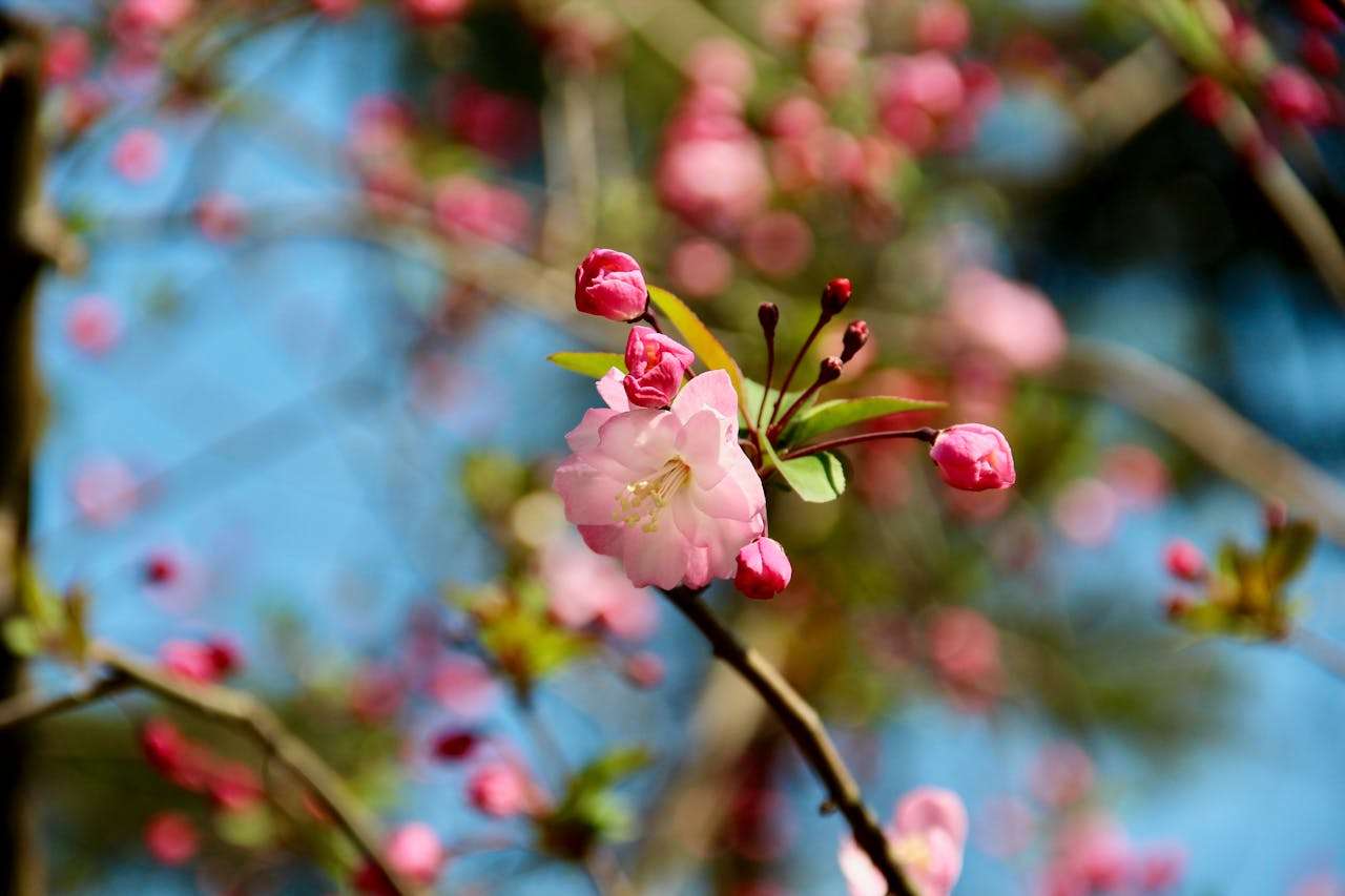 中国传统文化英语写作指南：5篇英语作文讲好中国文化故事