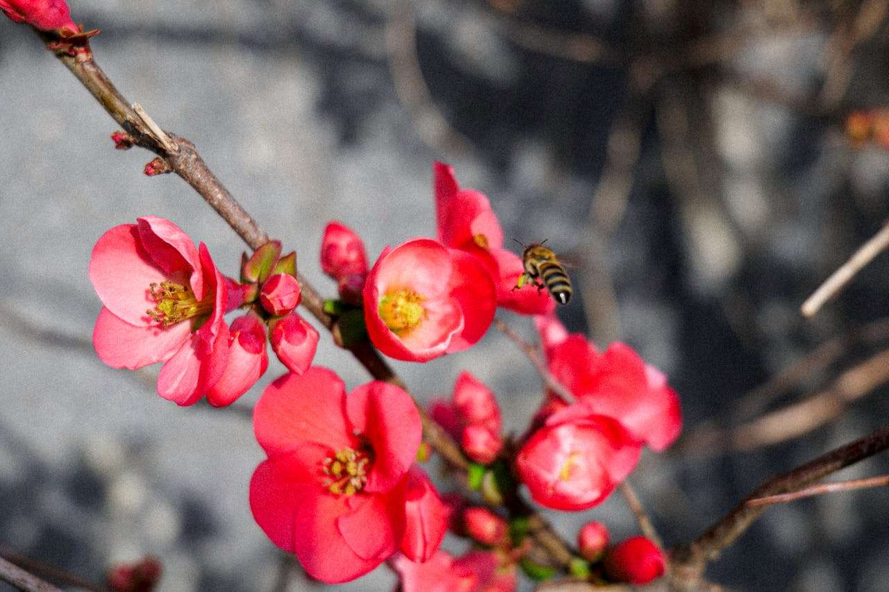 考研还是就业？大学生人生选择的5篇英语作文 