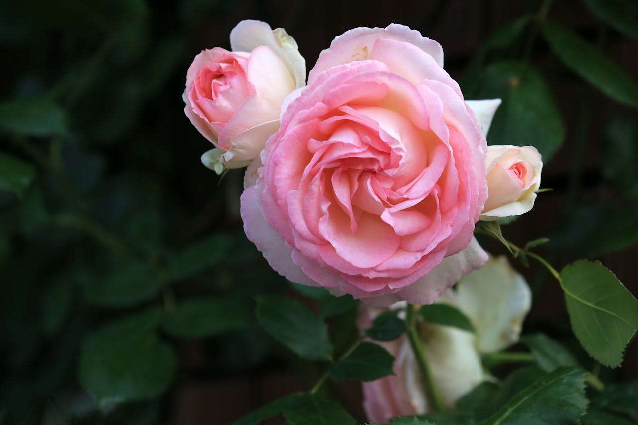 跨境电商专用：10个跨境电商客服英文邮件模板，提升买家满意度