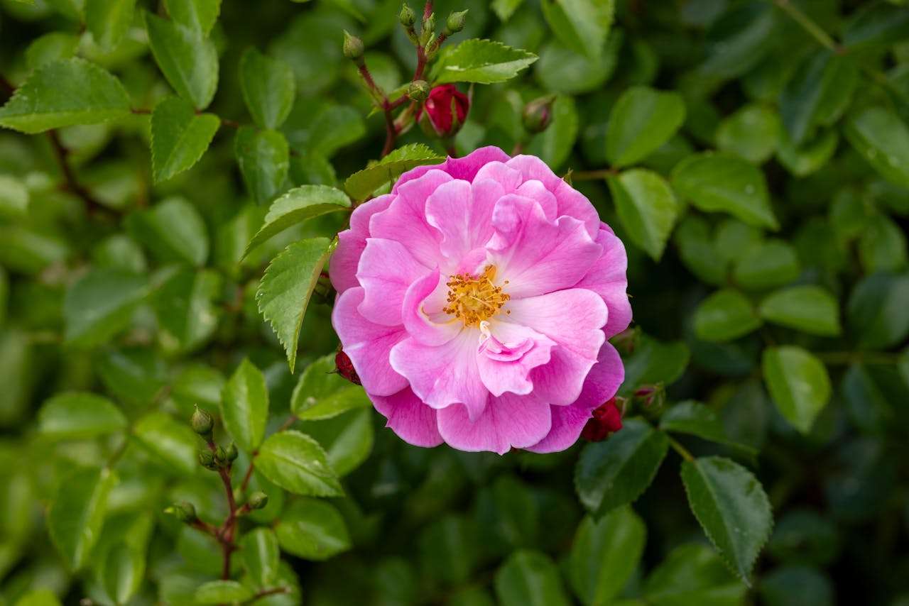 我的梦想职业：小学生英语作文3篇（带老师批注）