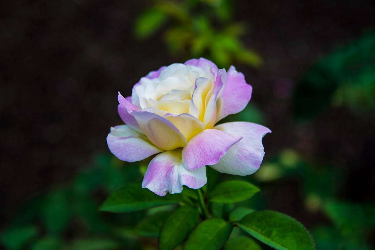 我的好朋友：3篇感人初中英语作文+写作结构分析