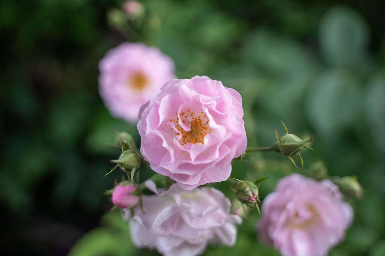 校园生活英语作文5篇：初中生日常话题写作全攻略