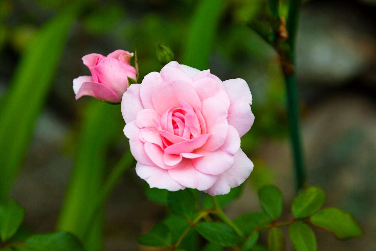 我的梦想职业：3篇感人至深的大学英语作文