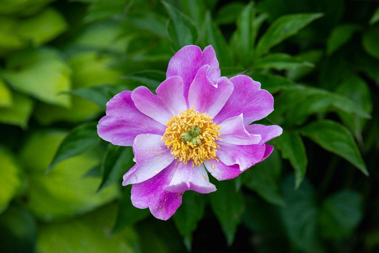 用英语感受春天的诗意：十句经典美文教你如何描写自然之美