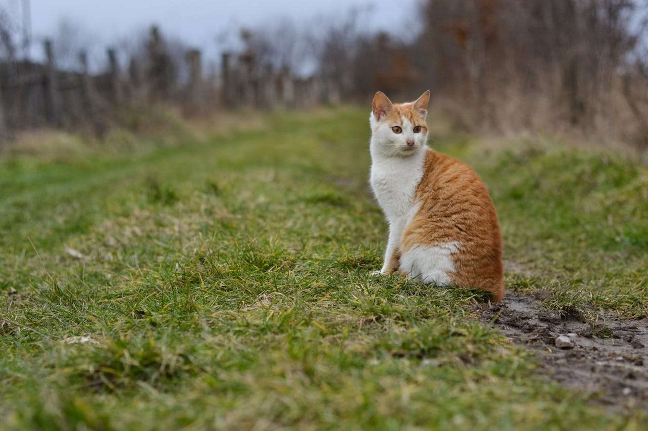 我喜欢的动物：4篇初中英语作文+词汇与表达汇总