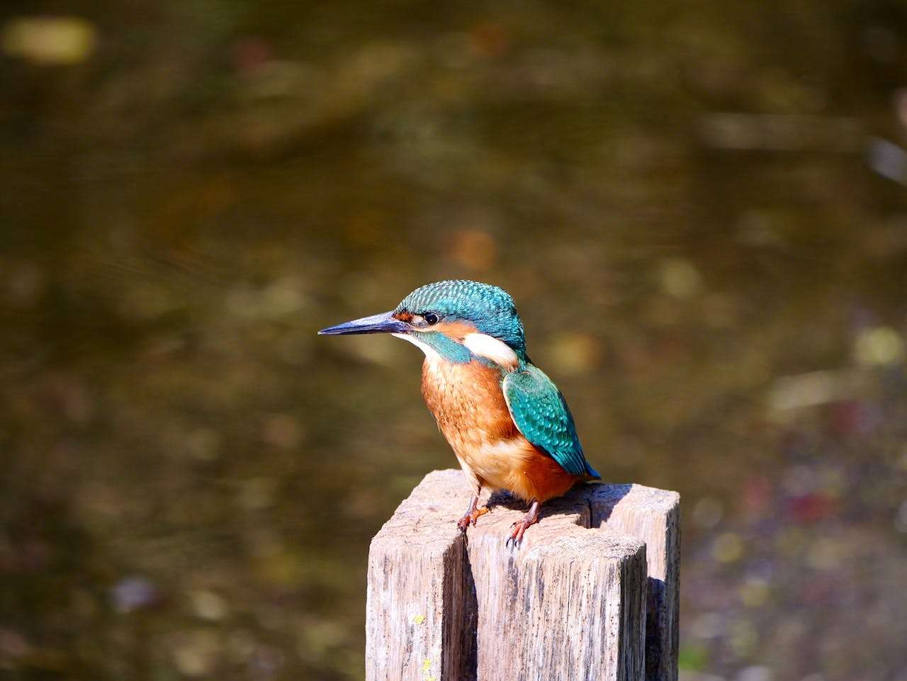 环保主题英语作文怎么写？5篇高中英语作文带你拿高分