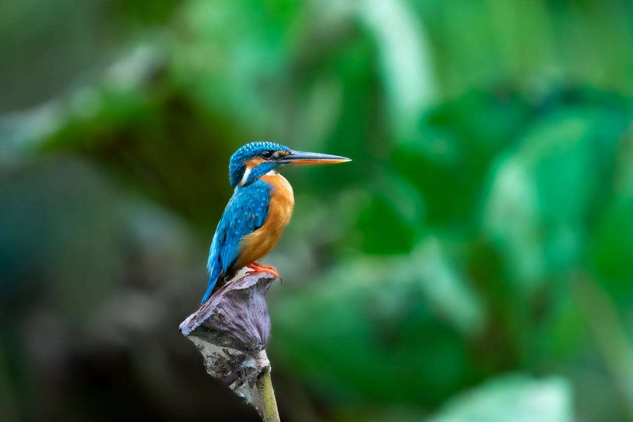 写给追梦人的英文美文：5段激励心灵的英语演讲片段赏析