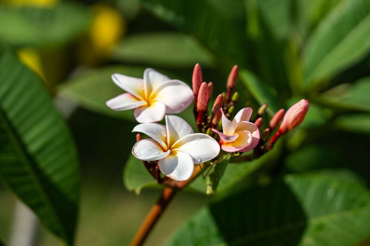 英语作文如何写出深度？向经典文学学修辞与结构