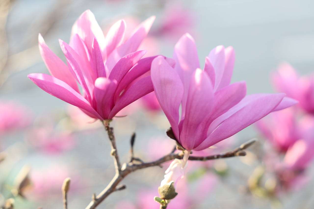 走进浪漫主义诗歌：华兹华斯笔下的自然与心灵共鸣