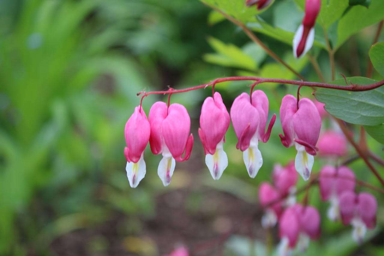 用英语感受春天的诗意：十句经典美文教你如何描写季节之美