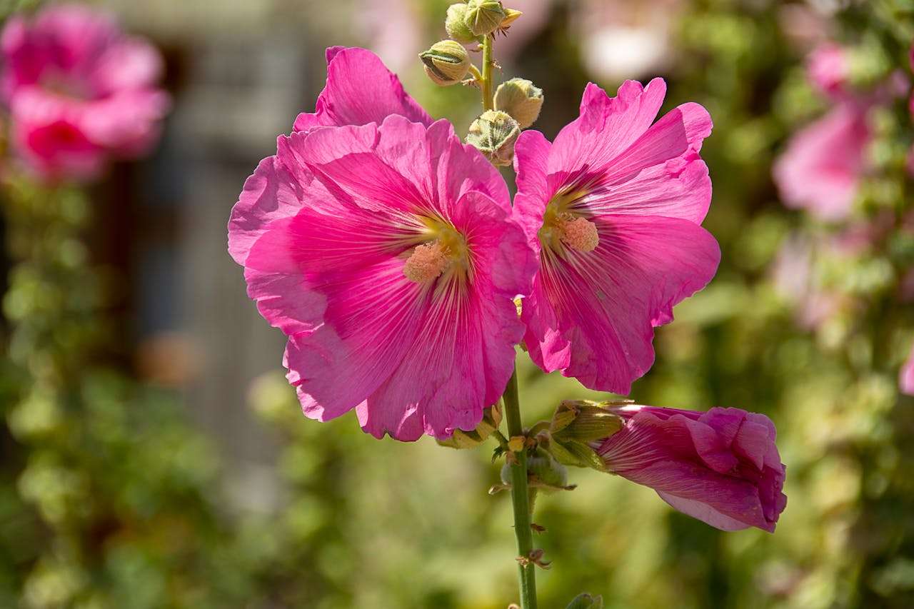 用英语诉说爱与温柔：莎士比亚十四行诗精选赏析与表达技巧