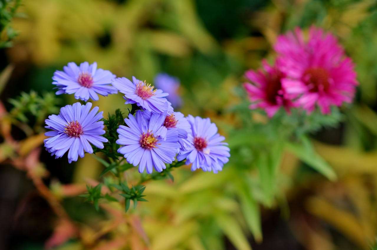 小学英语作文必备：我的学校英语作文8篇，带翻译和写作技巧