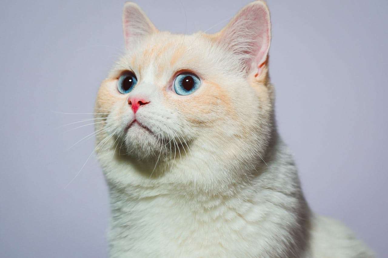 小学英语作文我喜欢的动物：5篇生动英语作文+翻译点评