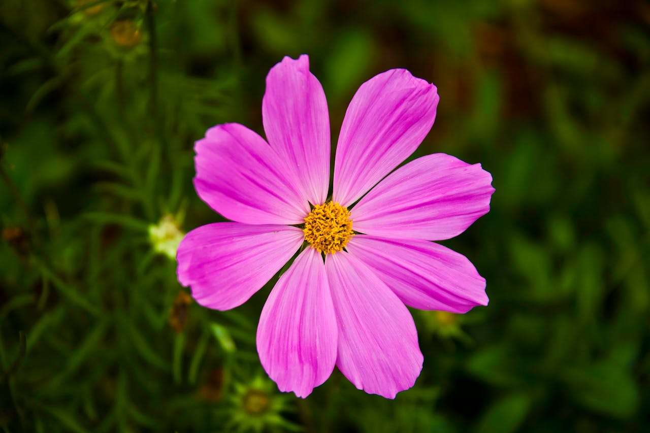 小学英语作文入门指南：我的一天范文5篇，结构清晰易模仿