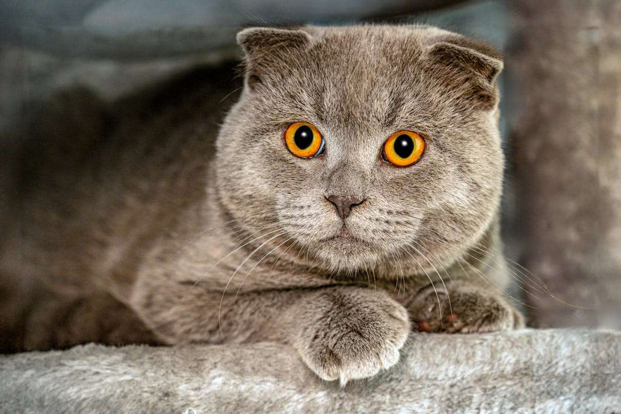 小学生最喜欢的英语作文：动物朋友英语作文7篇，图文结合更易懂