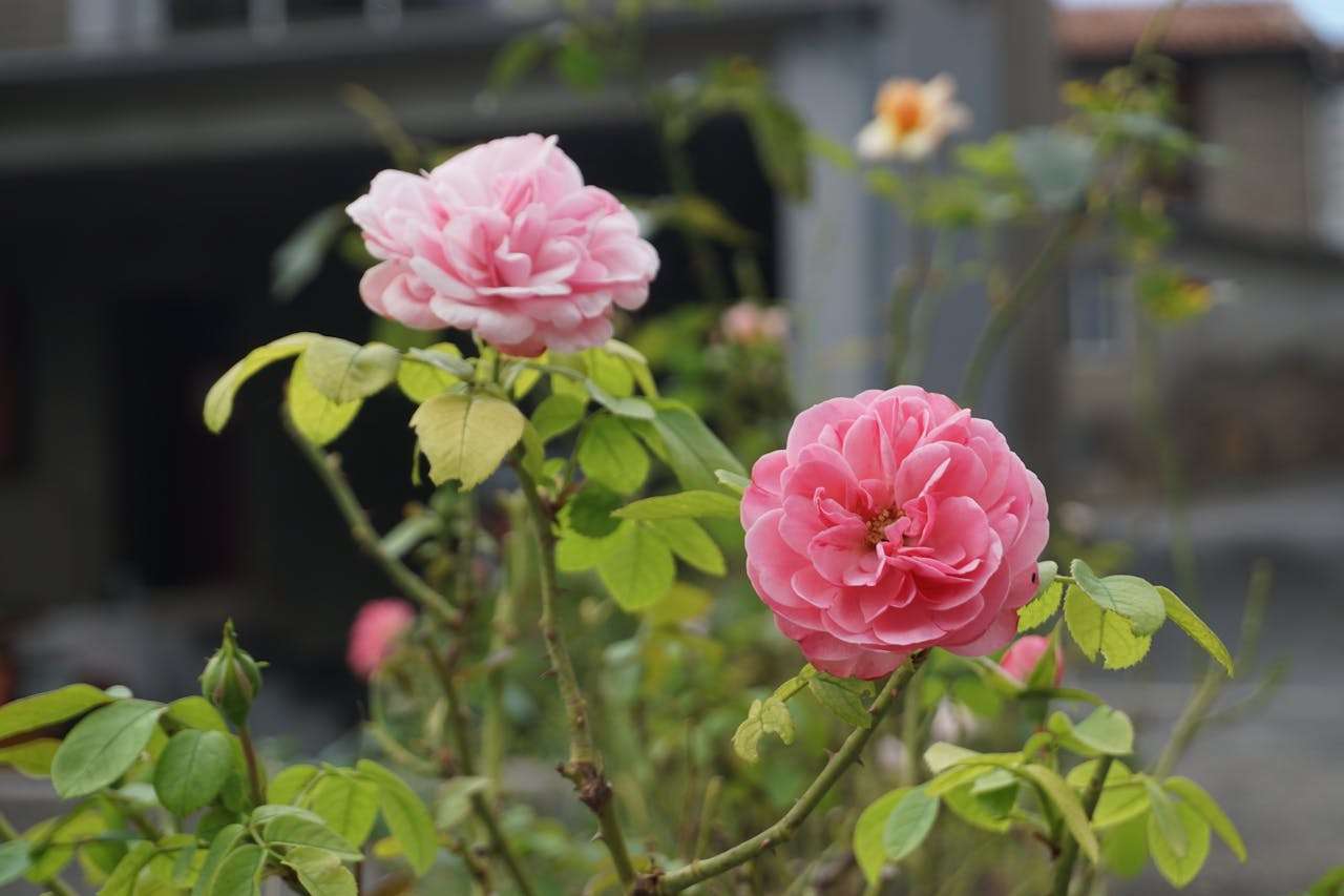 英语作文轻松写：6篇“我最喜欢的季节”小学生英语作文合集