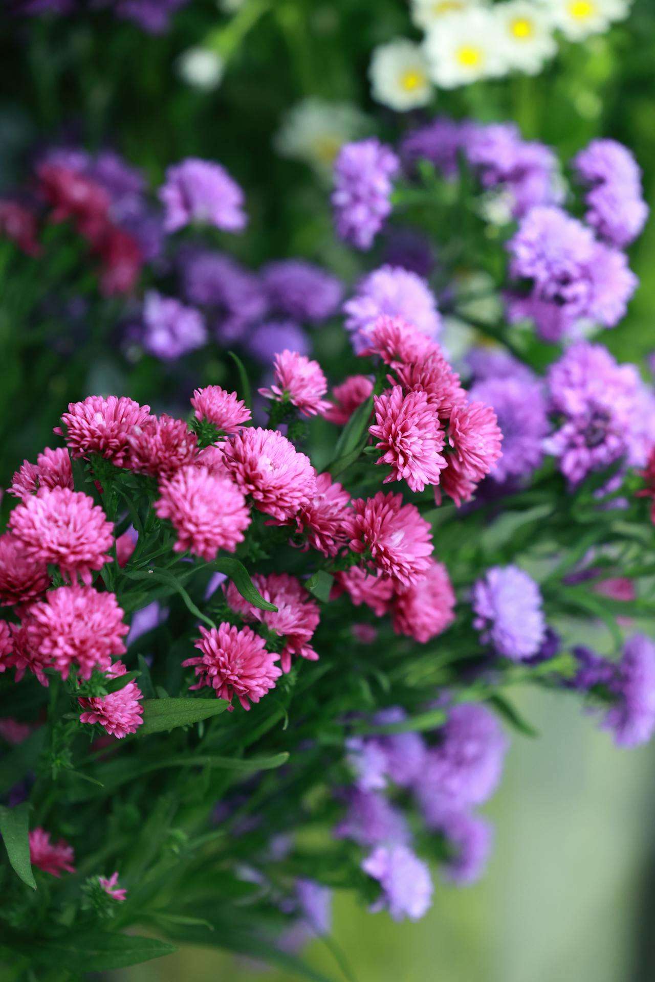 零基础也能写！我的学校英语作文5篇（带翻译+写作技巧）