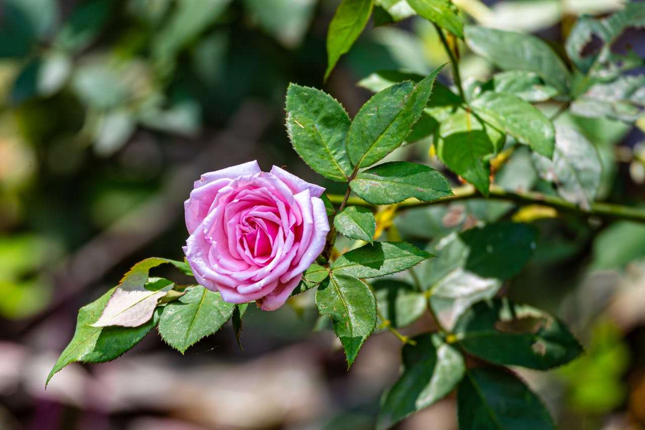 小学生英语作文10篇：我的暑假生活，简单易学有亮点