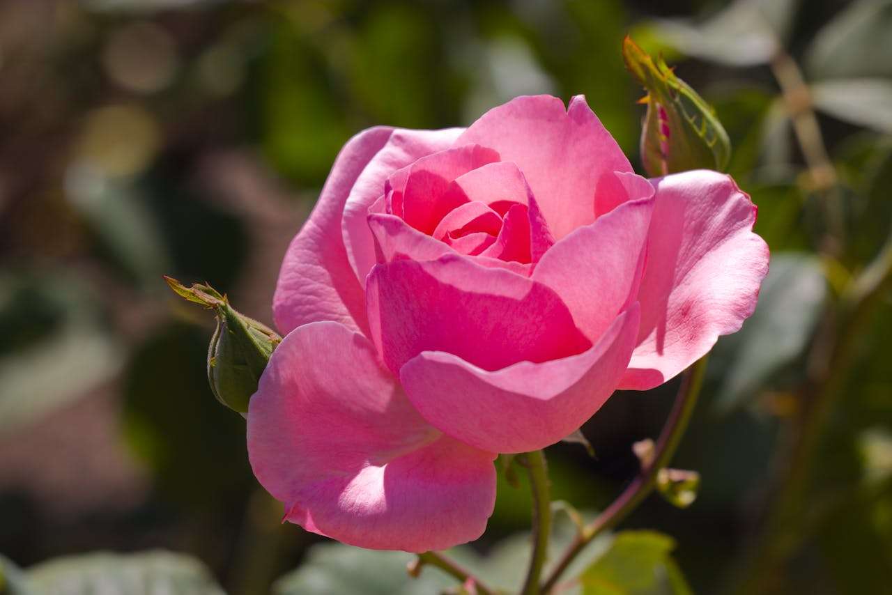 小学英语写作必备：我最喜欢的玩具（4篇英语作文）