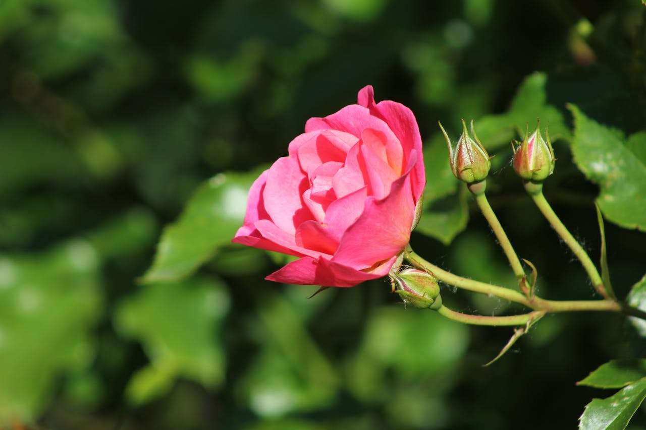 小学英语作文精选：一次难忘的旅行（5篇英语作文）