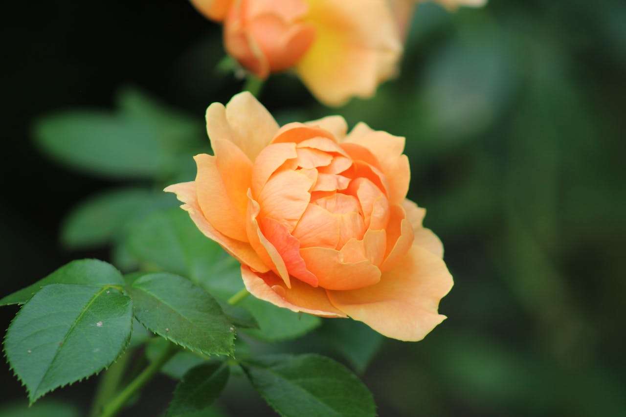 自然课堂！我喜欢的季节英语作文4篇（适合小学生）