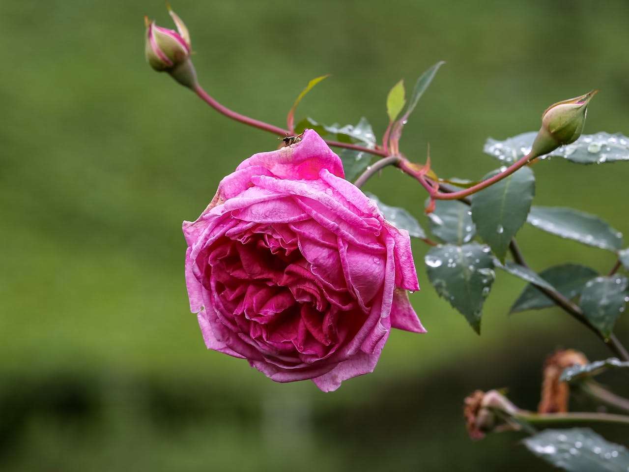 英语写作起步走：我最喜欢的科目范文5篇（带翻译与老师点评）