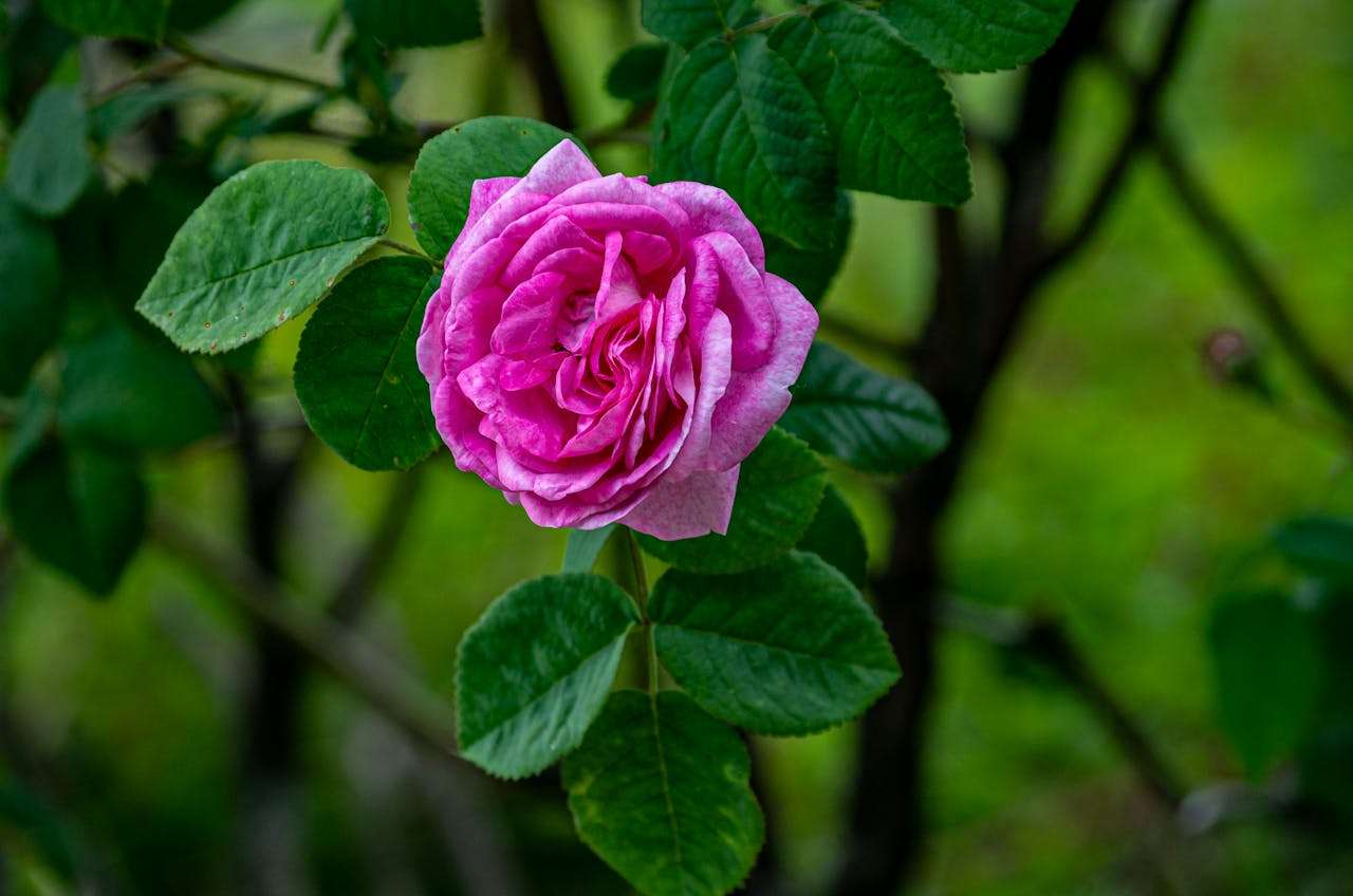 节日写作好素材：我的春节英语作文4篇（小学生适用）