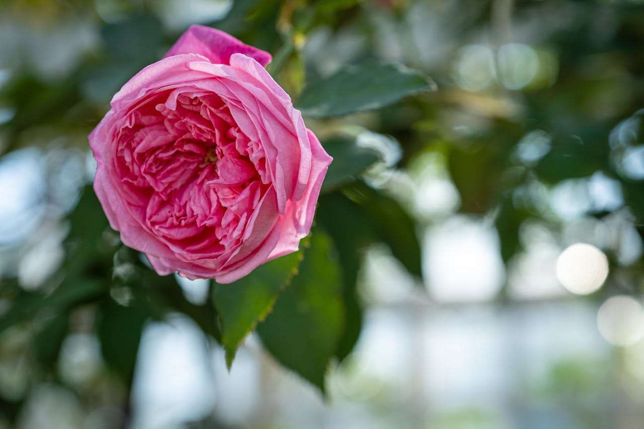 小学英语写作提分宝典：我的梦想英语作文5篇（附翻译与重点词汇）