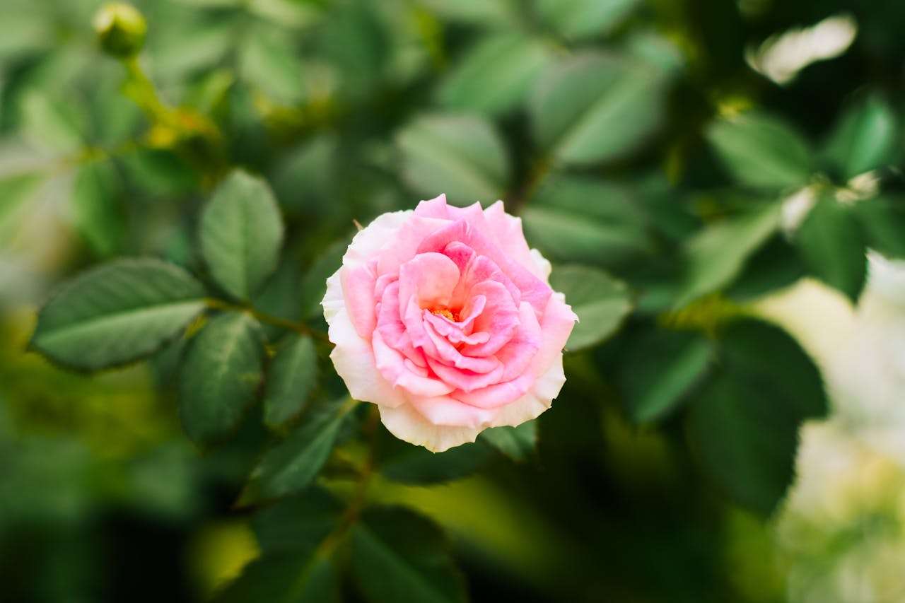 小学生英语写作必备：我的家庭英语作文6篇（完整中英对照+写作指导）