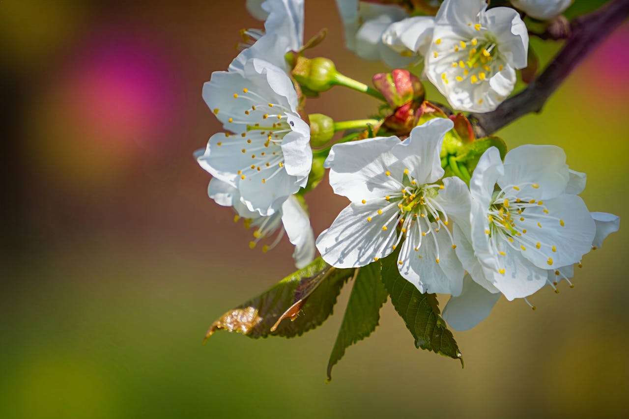 莎士比亚十四行诗中的爱之语言：经典爱情英语表达学习指南