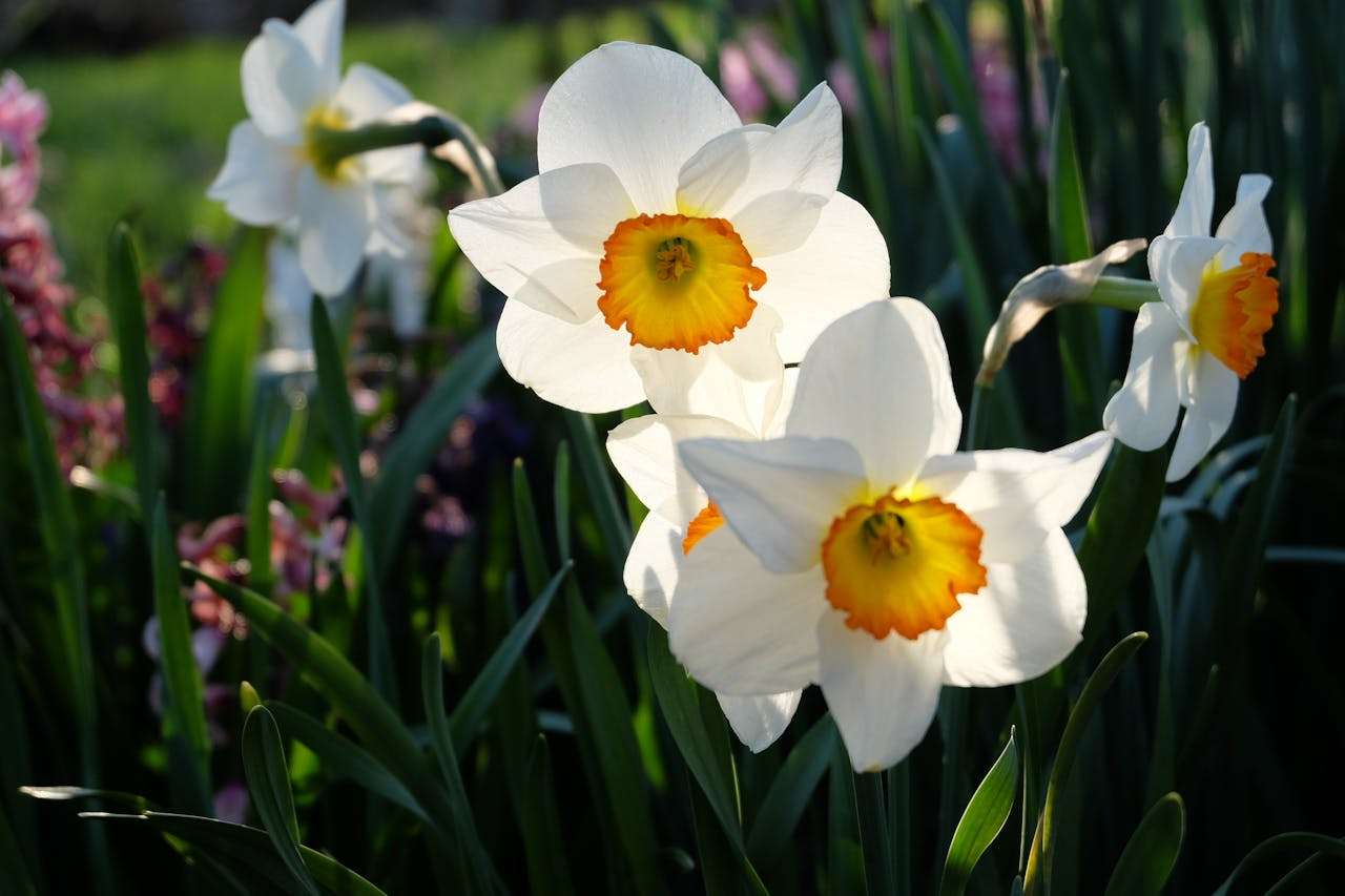 春天在英语里有多美？10个诗意片段带你感受自然的语言魅力