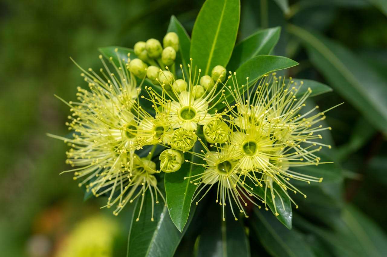 英语比喻的高级玩法：从简·奥斯汀小说中学修辞艺术