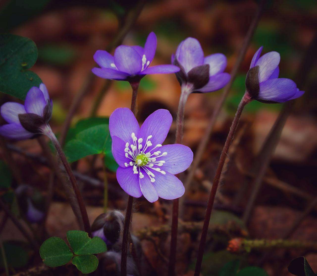掌握3种经典修辞手法：从狄更斯小说学英语写作的文学魅力