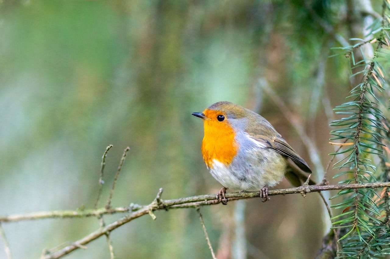 节日写作不发愁！我最喜欢的节日英语作文5篇（中英对照）