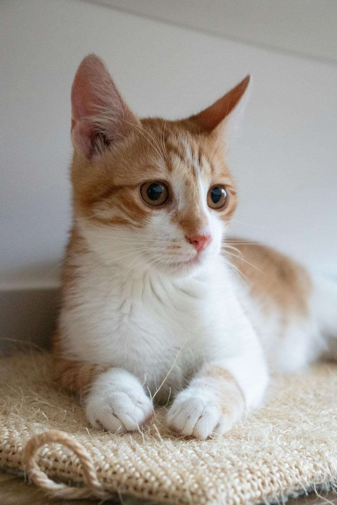 动物主题英语作文：我最喜欢的动物，5篇小学生英语作文