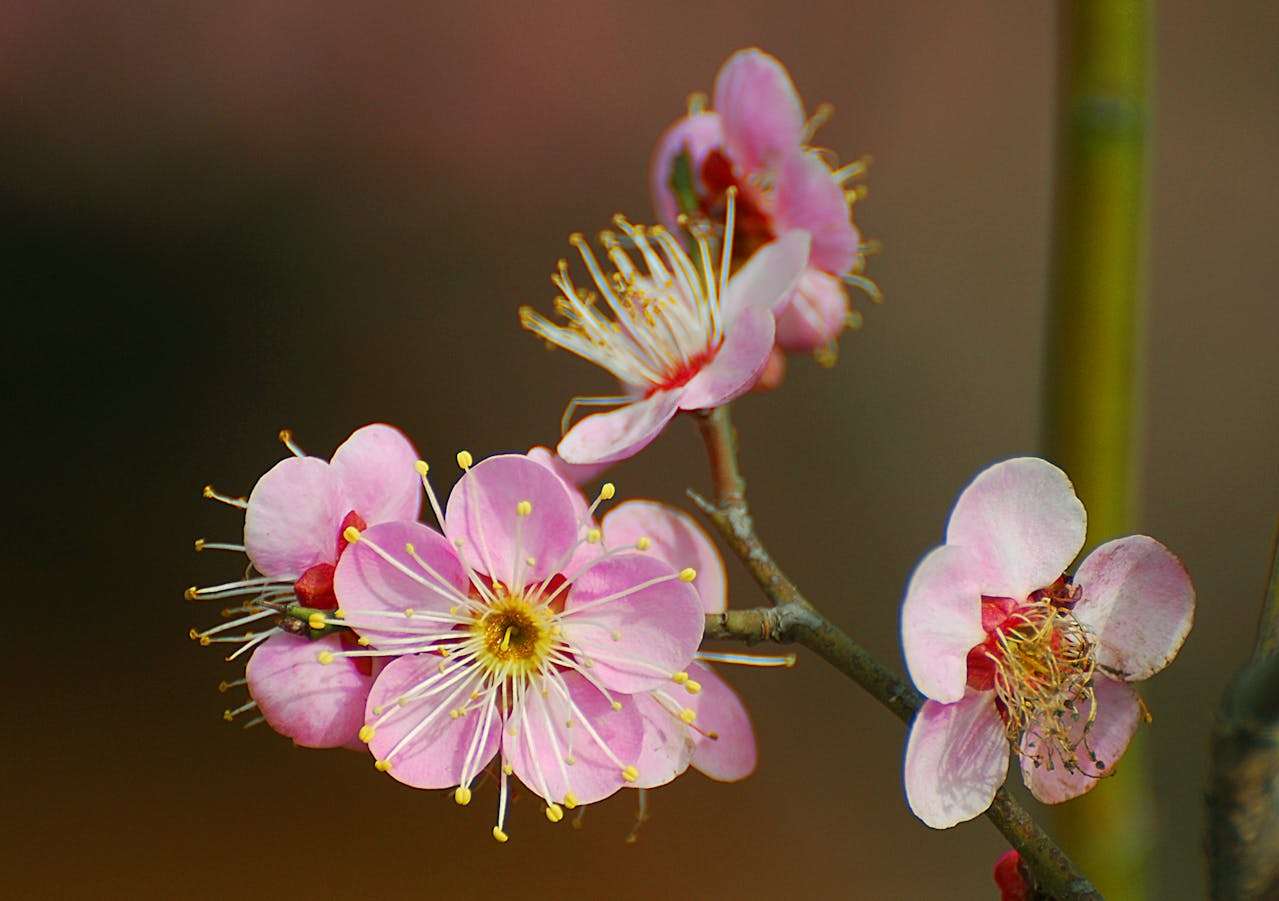 四季与天气：5篇描写自然的小学英语作文 