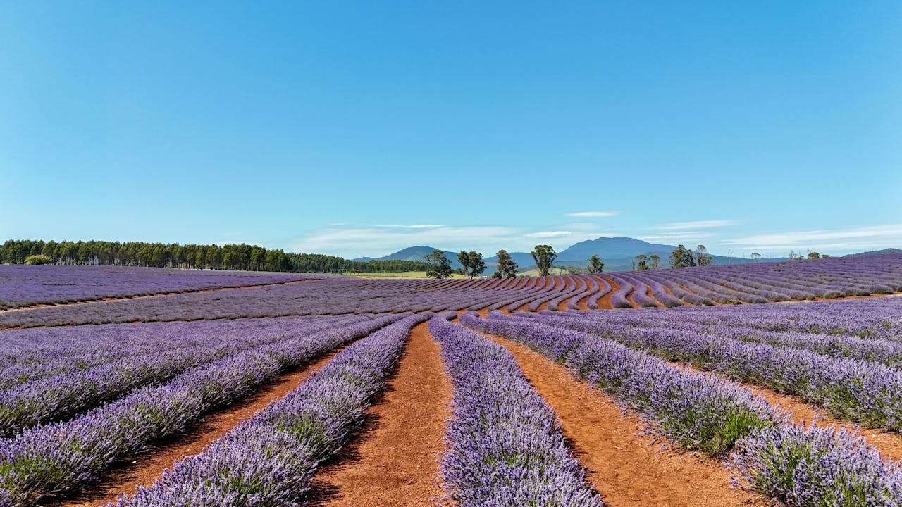 我的暑假计划：4篇初中英语作文+时间管理建议