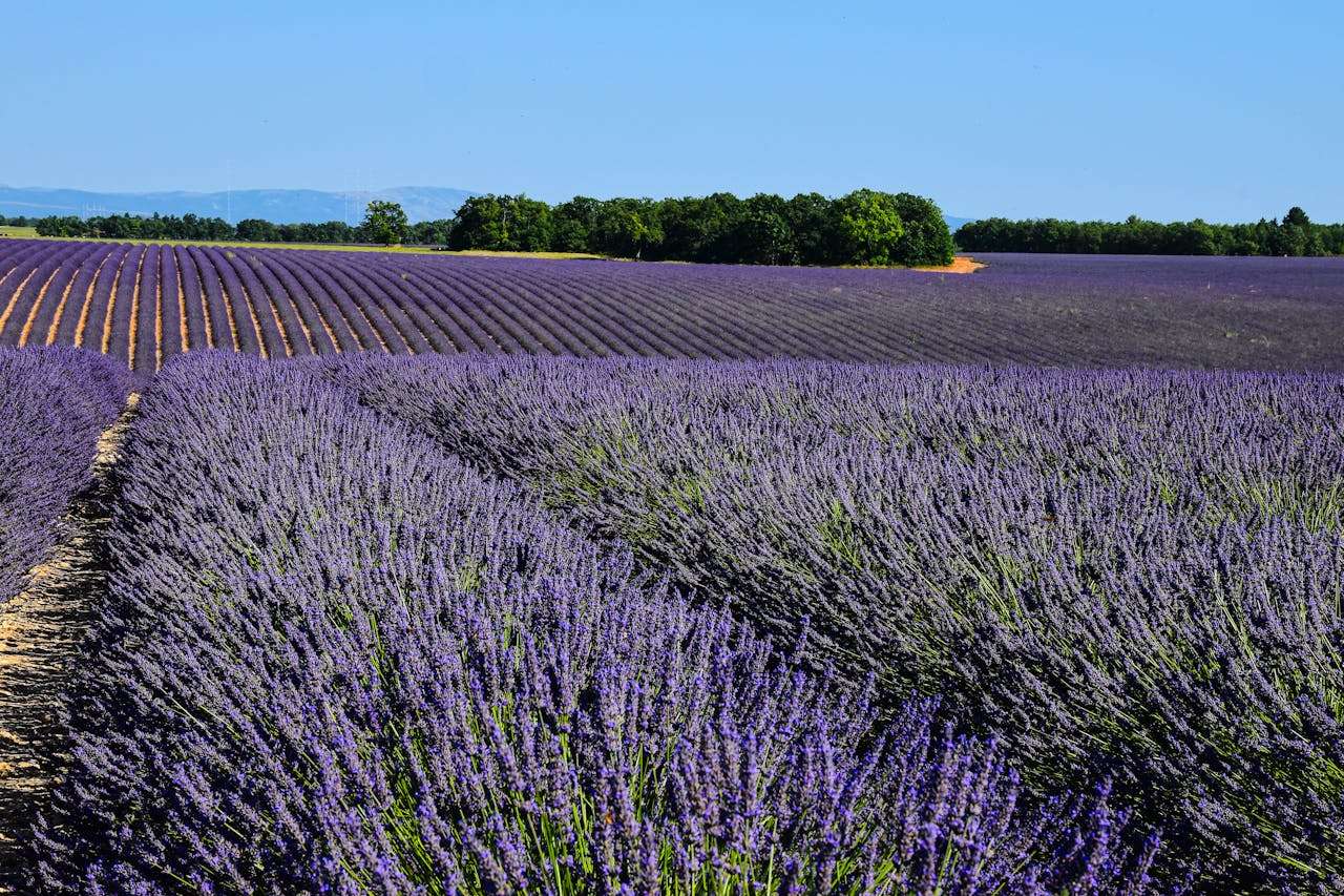 如何写好初中英语作文？5个主题英语作文+写作技巧全解析